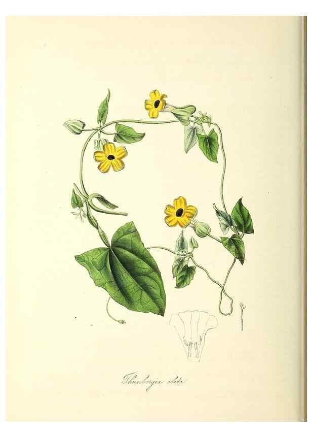 Reproducción/Reproduction 24119491838: Plantæ utiliores :. London :Whittaker & Co.,1842-1850.. 