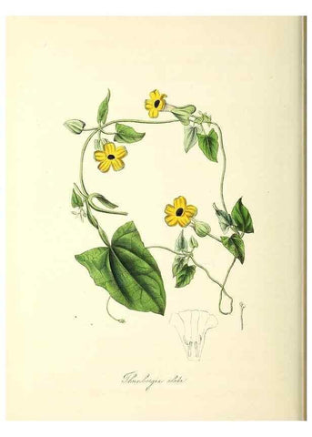 Reproducción/Reproduction 24119491838: Plantæ utiliores :. London :Whittaker & Co.,1842-1850.. 