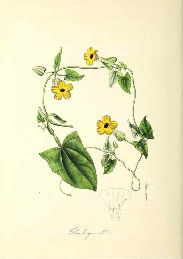 Reproducción/Reproduction 24119491838: Plantæ utiliores :. London :Whittaker & Co.,1842-1850.. 