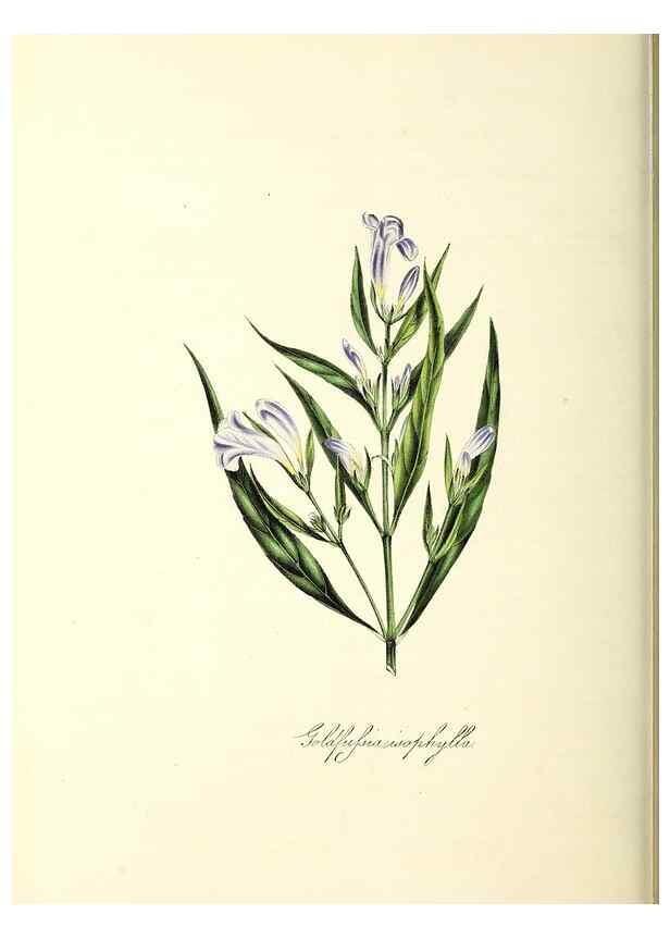 Reproducción/Reproduction 24119495168: Plantæ utiliores :. London :Whittaker & Co.,1842-1850.. 