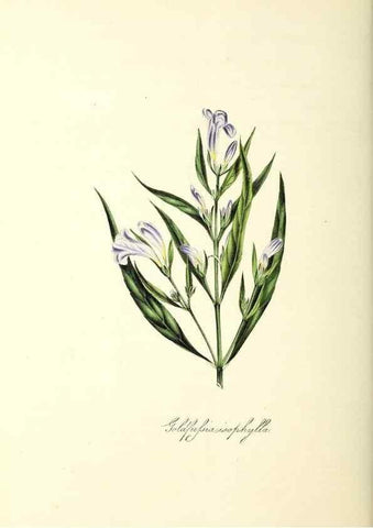 Reproducción/Reproduction 24119495168: Plantæ utiliores :. London :Whittaker & Co.,1842-1850.. 