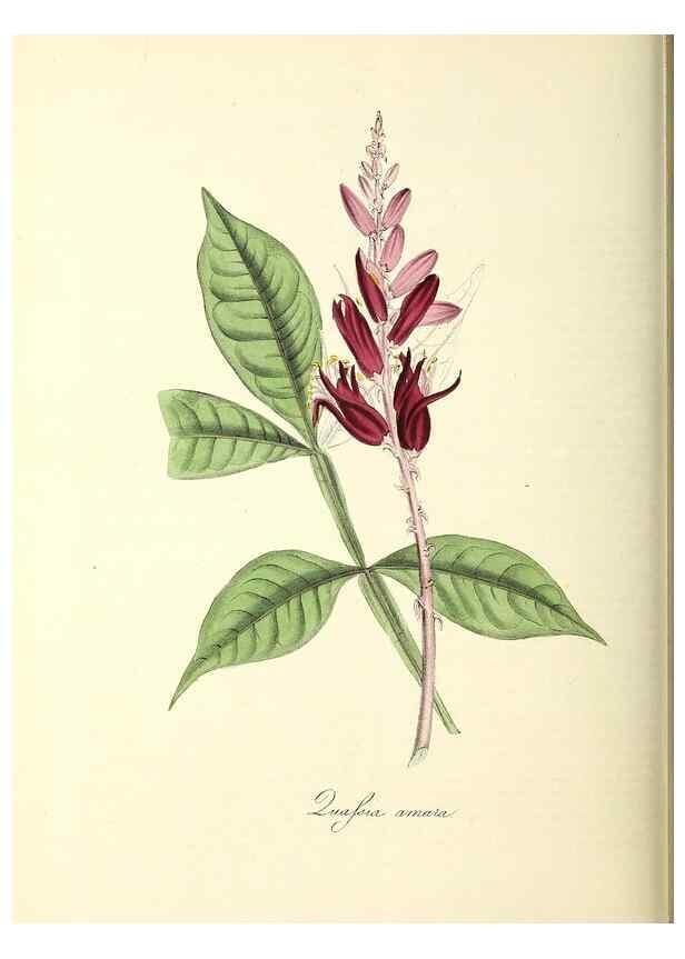 Reproducción/Reproduction 24119500448: Plantæ utiliores :. London :Whittaker & Co.,1842-1850.. 