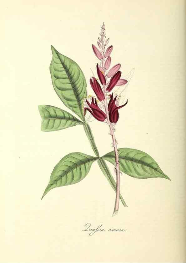 Reproducción/Reproduction 24119500448: Plantæ utiliores :. London :Whittaker & Co.,1842-1850.. 