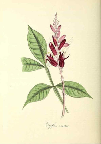 Reproducción/Reproduction 24119500448: Plantæ utiliores :. London :Whittaker & Co.,1842-1850.. 