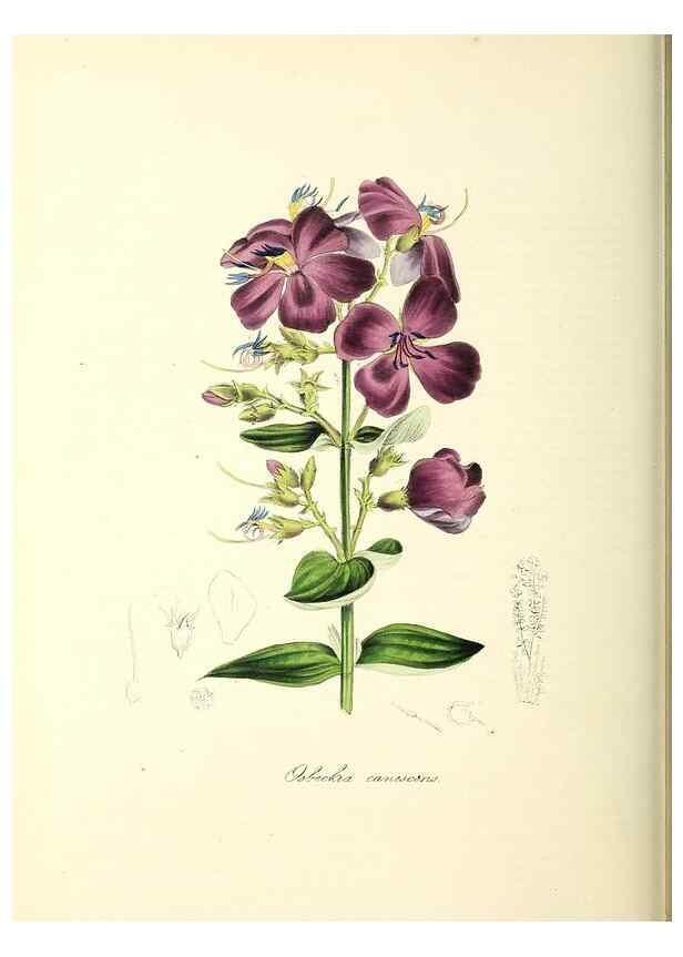 Reproducción/Reproduction 24119505318: Plantæ utiliores :. London :Whittaker & Co.,1842-1850.. 
