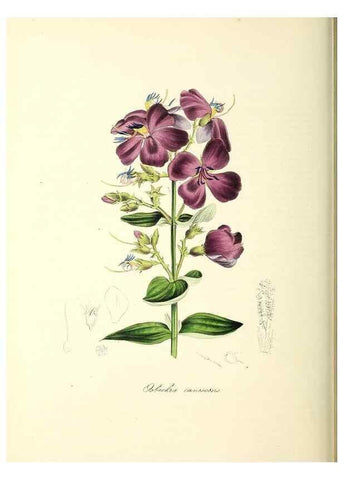 Reproducción/Reproduction 24119505318: Plantæ utiliores :. London :Whittaker & Co.,1842-1850.. 