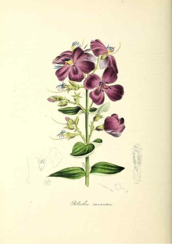 Reproducción/Reproduction 24119505318: Plantæ utiliores :. London :Whittaker & Co.,1842-1850.. 