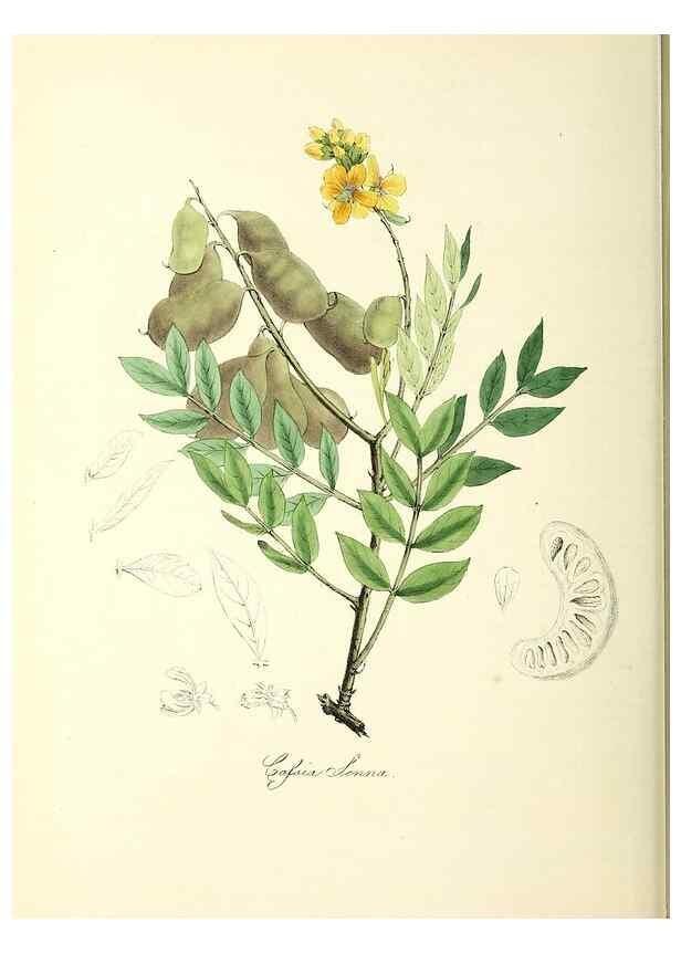 Reproducción/Reproduction 24119507768: Plantæ utiliores :. London :Whittaker & Co.,1842-1850.. 