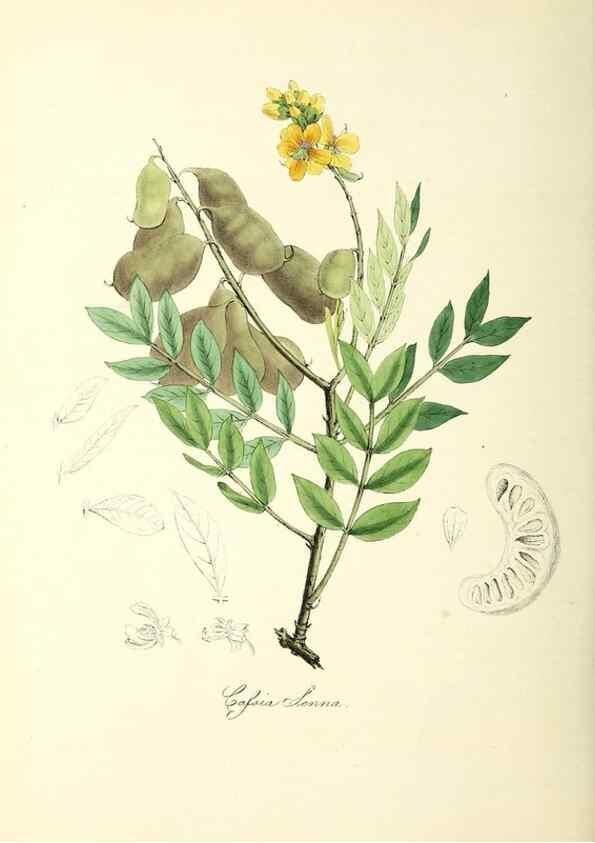 Reproducción/Reproduction 24119507768: Plantæ utiliores :. London :Whittaker & Co.,1842-1850.. 