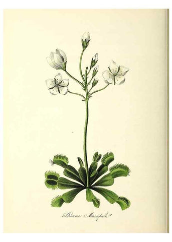 Reproducción/Reproduction 24119510308: Plantæ utiliores :. London :Whittaker & Co.,1842-1850.. 