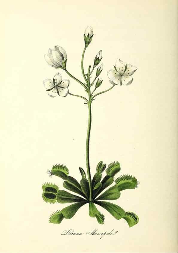 Reproducción/Reproduction 24119510308: Plantæ utiliores :. London :Whittaker & Co.,1842-1850.. 