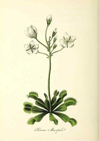 Reproducción/Reproduction 24119510308: Plantæ utiliores :. London :Whittaker & Co.,1842-1850.. 