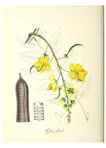 Reproducción/Reproduction 24119513178: Plantæ utiliores :. London :Whittaker & Co.,1842-1850.. 