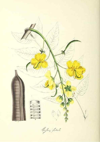 Reproducción/Reproduction 24119513178: Plantæ utiliores :. London :Whittaker & Co.,1842-1850.. 