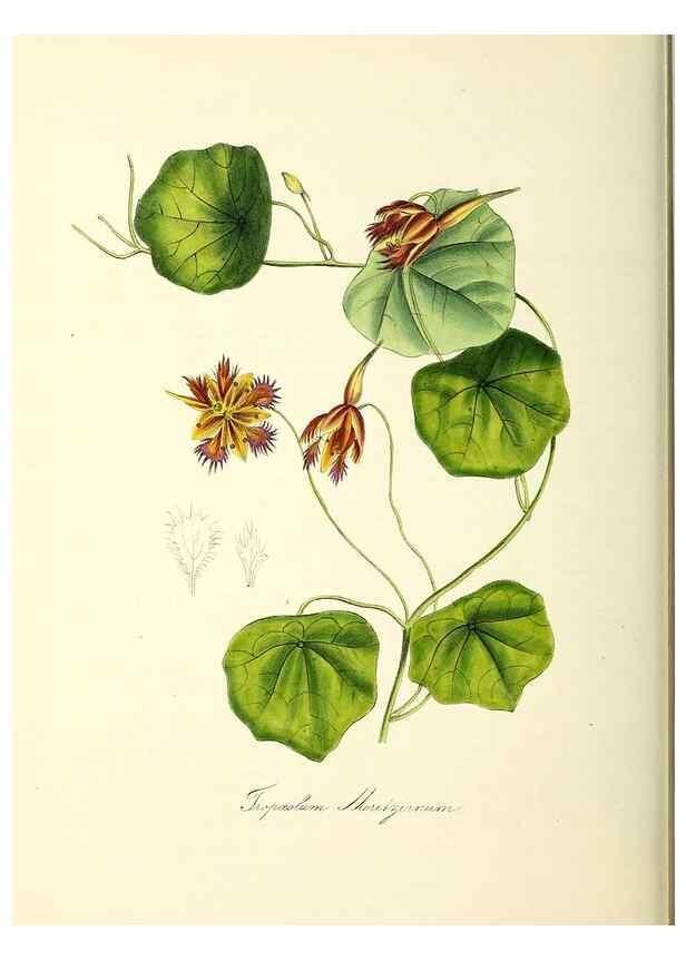 Reproducción/Reproduction 24119515348: Plantæ utiliores :. London :Whittaker & Co.,1842-1850.. 