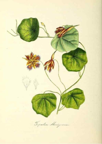 Reproducción/Reproduction 24119515348: Plantæ utiliores :. London :Whittaker & Co.,1842-1850.. 