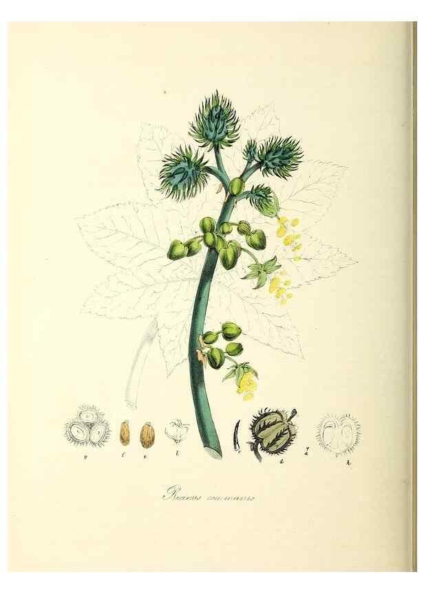 Reproducción/Reproduction 24119517458: Plantæ utiliores :. London :Whittaker & Co.,1842-1850.. 