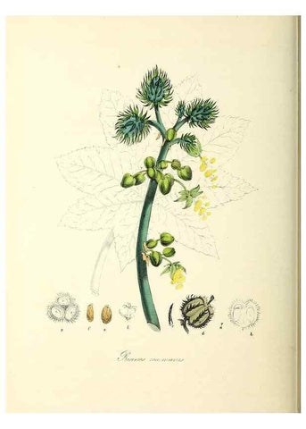 Reproducción/Reproduction 24119517458: Plantæ utiliores :. London :Whittaker & Co.,1842-1850.. 
