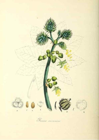 Reproducción/Reproduction 24119517458: Plantæ utiliores :. London :Whittaker & Co.,1842-1850.. 