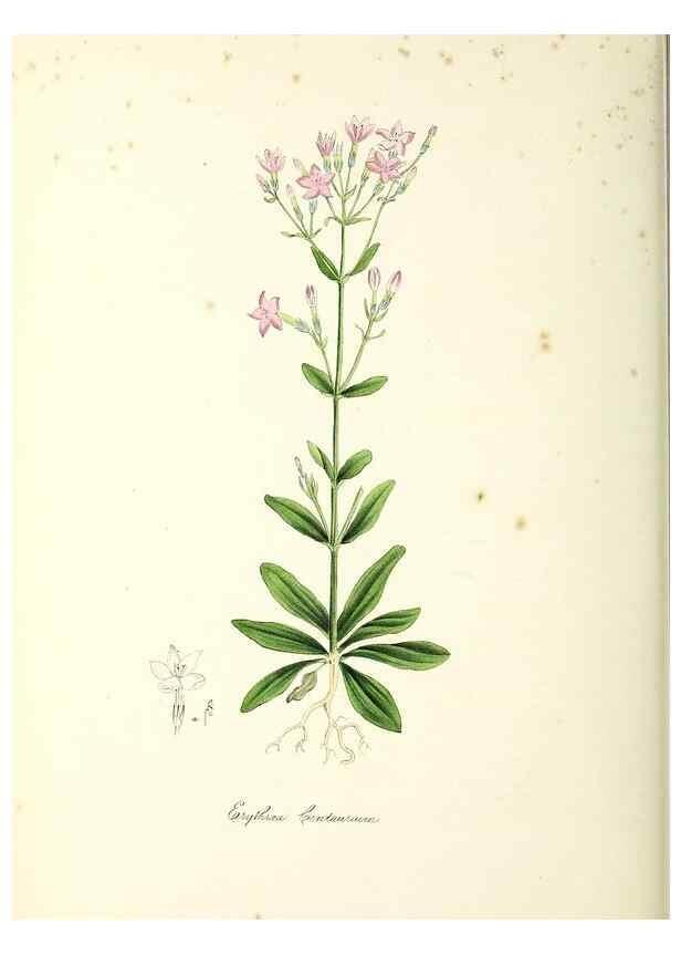 Reproducción/Reproduction 24119521348: Plantæ utiliores :. London :Whittaker & Co.,1842-1850.. 