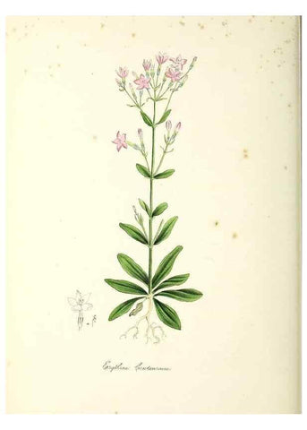 Reproducción/Reproduction 24119521348: Plantæ utiliores :. London :Whittaker & Co.,1842-1850.. 