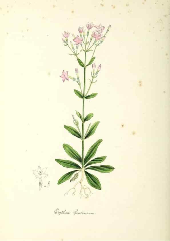 Reproducción/Reproduction 24119521348: Plantæ utiliores :. London :Whittaker & Co.,1842-1850.. 