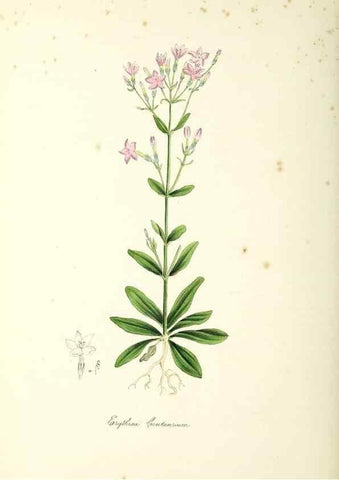 Reproducción/Reproduction 24119521348: Plantæ utiliores :. London :Whittaker & Co.,1842-1850.. 