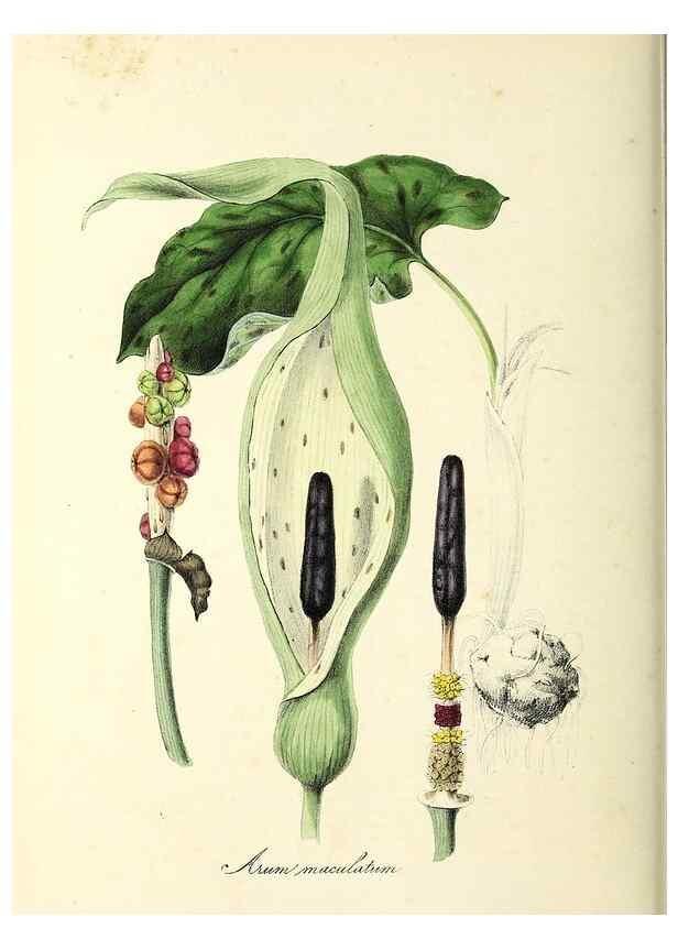 Reproducción/Reproduction 26195201029: Plantæ utiliores :. London :Whittaker & Co.,1842-1850.. 
