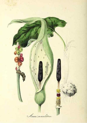 Reproducción/Reproduction 26195201029: Plantæ utiliores :. London :Whittaker & Co.,1842-1850.. 