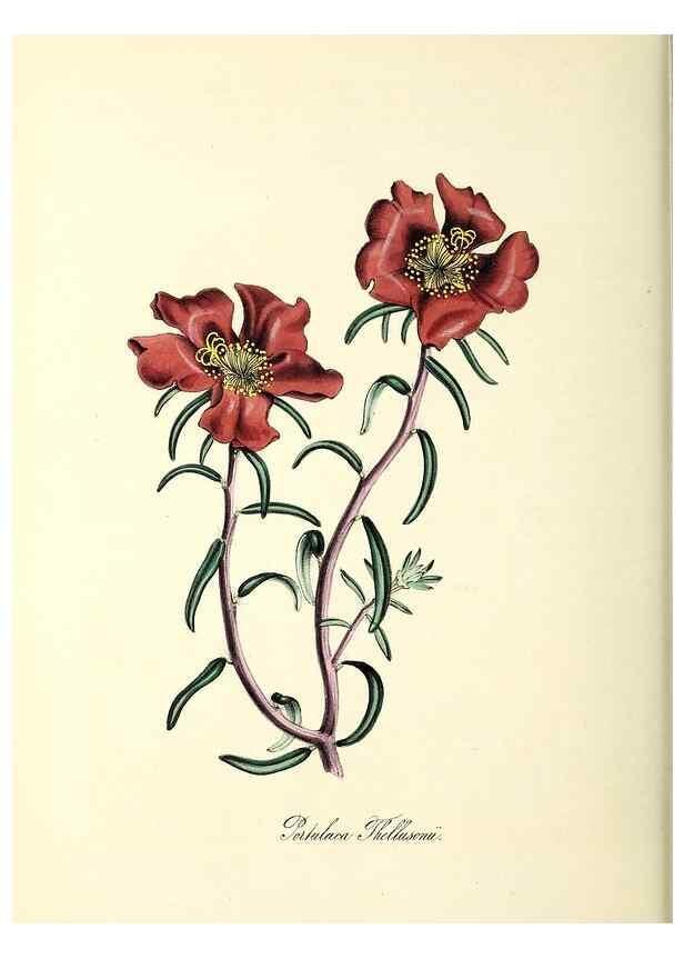 Reproducción/Reproduction 26195200669: Plantæ utiliores :. London :Whittaker & Co.,1842-1850.. 