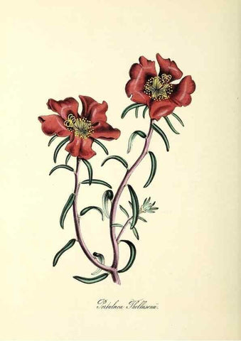 Reproducción/Reproduction 26195200669: Plantæ utiliores :. London :Whittaker & Co.,1842-1850.. 