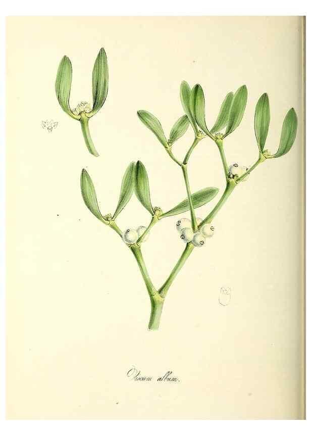 Reproducción/Reproduction 24119469968: Plantæ utiliores :. London :Whittaker & Co.,1842-1850.. 