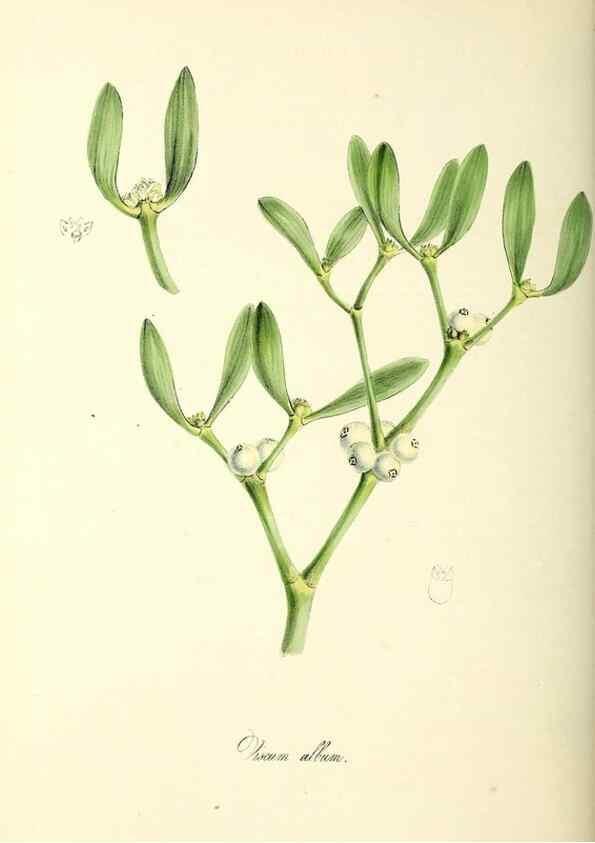 Reproducción/Reproduction 24119469968: Plantæ utiliores :. London :Whittaker & Co.,1842-1850.. 