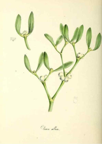 Reproducción/Reproduction 24119469968: Plantæ utiliores :. London :Whittaker & Co.,1842-1850.. 