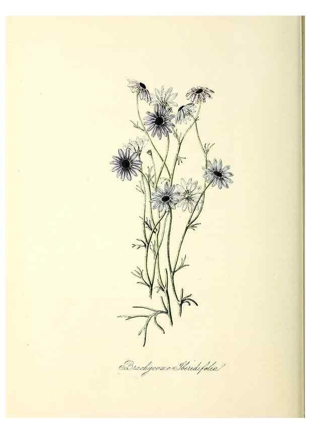 Reproducción/Reproduction 37260805214: Plantæ utiliores :. London :Whittaker & Co.,1842-1850.. 
