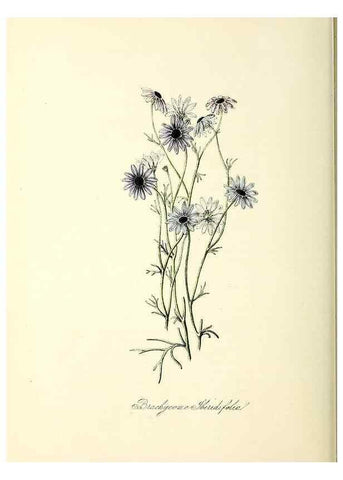 Reproducción/Reproduction 37260805214: Plantæ utiliores :. London :Whittaker & Co.,1842-1850.. 