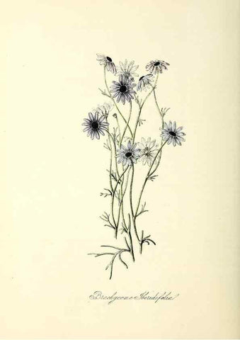 Reproducción/Reproduction 37260805214: Plantæ utiliores :. London :Whittaker & Co.,1842-1850.. 
