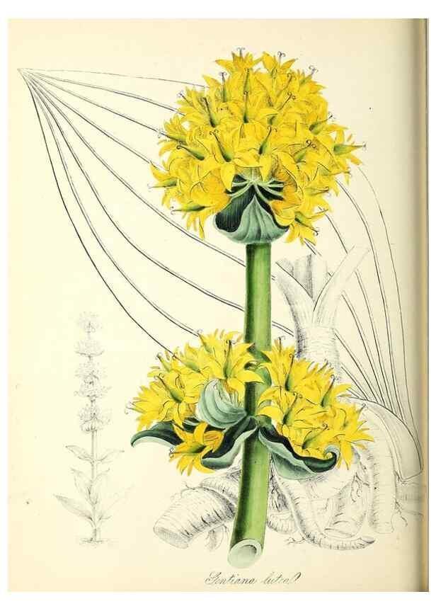 Reproducción/Reproduction 37917053296: Plantæ utiliores :. London :Whittaker & Co.,1842-1850.. 