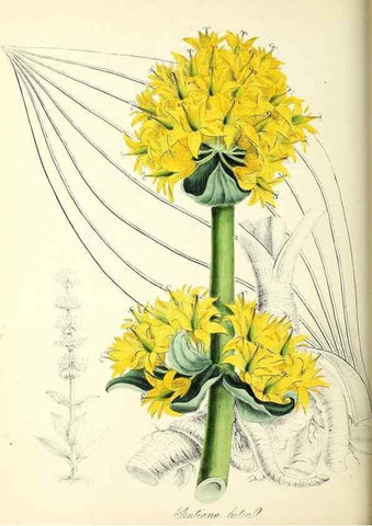 Reproducción/Reproduction 37917053296: Plantæ utiliores :. London :Whittaker & Co.,1842-1850.. 
