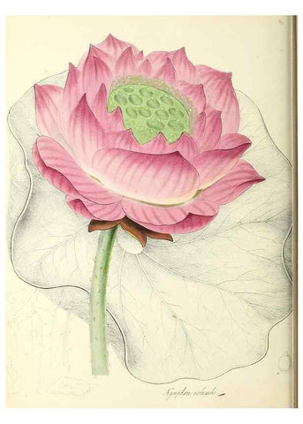 Reproducción/Reproduction 26195183809: Plantæ utiliores :. London :Whittaker & Co.,1842-1850.. 