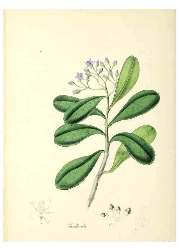 Reproducción/Reproduction 26195184749: Plantæ utiliores :. London :Whittaker & Co.,1842-1850.. 