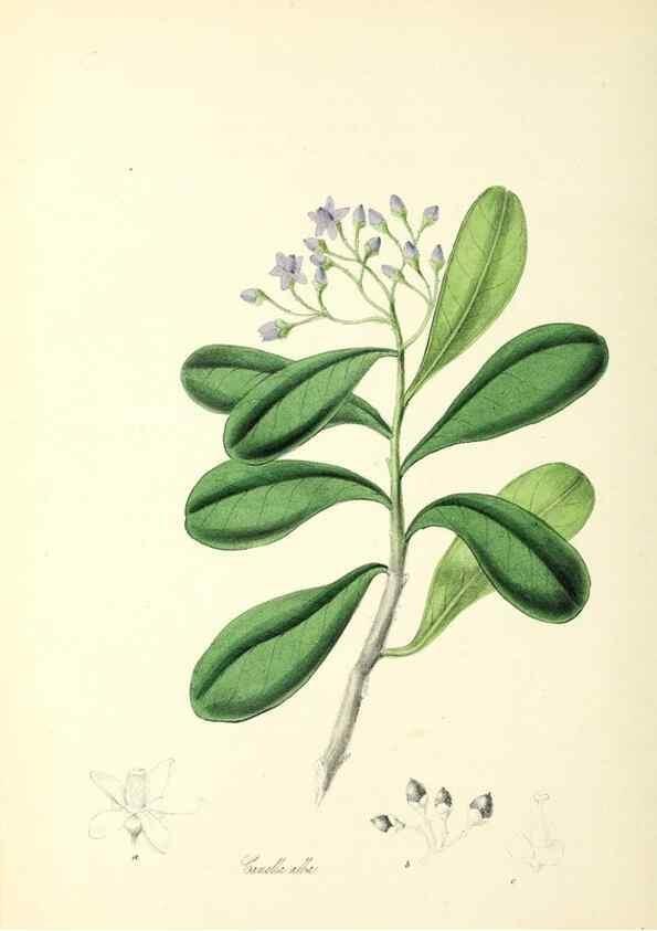 Reproducción/Reproduction 26195184749: Plantæ utiliores :. London :Whittaker & Co.,1842-1850.. 