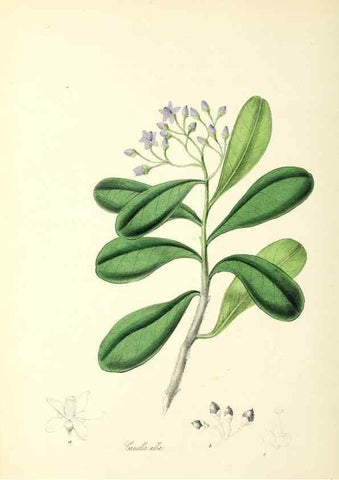 Reproducción/Reproduction 26195184749: Plantæ utiliores :. London :Whittaker & Co.,1842-1850.. 