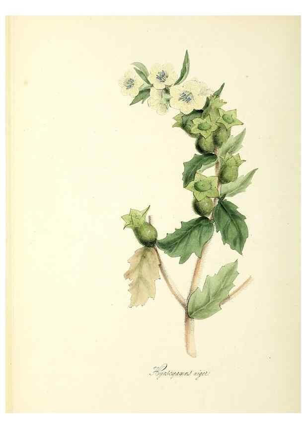 Reproducción/Reproduction 37917058276: Plantæ utiliores :. London :Whittaker & Co.,1842-1850.. 