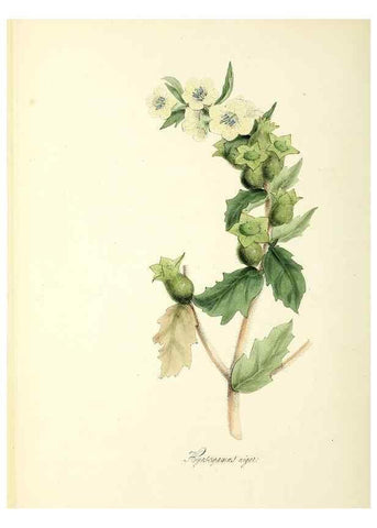 Reproducción/Reproduction 37917058276: Plantæ utiliores :. London :Whittaker & Co.,1842-1850.. 