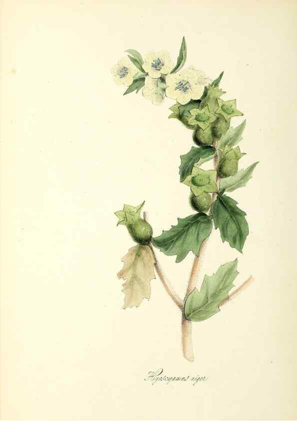 Reproducción/Reproduction 37917058276: Plantæ utiliores :. London :Whittaker & Co.,1842-1850.. 