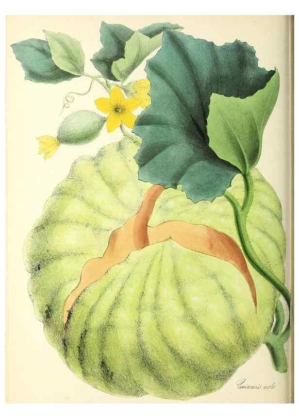 Reproducción/Reproduction 37917059846: Plantæ utiliores :. London :Whittaker & Co.,1842-1850.. 