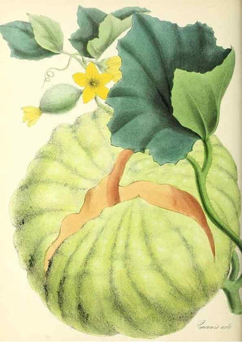 Reproducción/Reproduction 37917059846: Plantæ utiliores :. London :Whittaker & Co.,1842-1850.. 