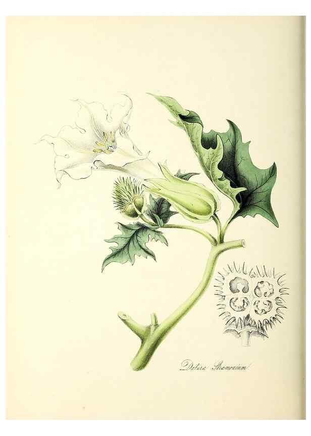 Reproducción/Reproduction 26195188289: Plantæ utiliores :. London :Whittaker & Co.,1842-1850.. 
