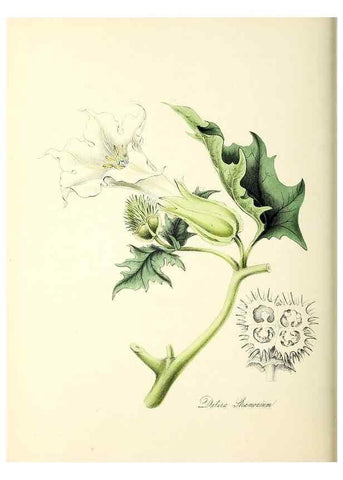 Reproducción/Reproduction 26195188289: Plantæ utiliores :. London :Whittaker & Co.,1842-1850.. 